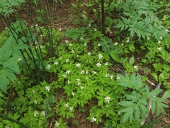 Anemonoides amurensis