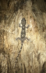 Hemidactylus mabouia