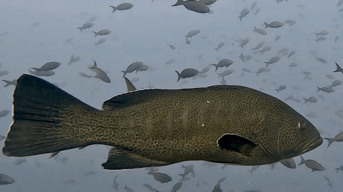 Colorado grouper (Mycteroperca olfax) — Serranidae — 4