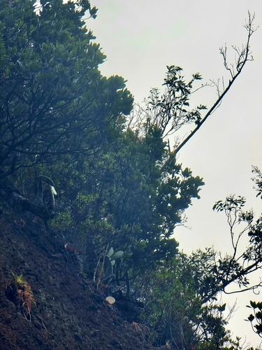 Image of Sideroxylon mirmulano by (c) Vítor Jorge, some rights reserved (CC BY)