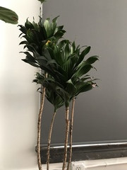 Dracaena fragrans compacta