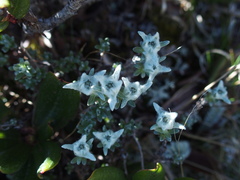 Leontopodium microphyllum