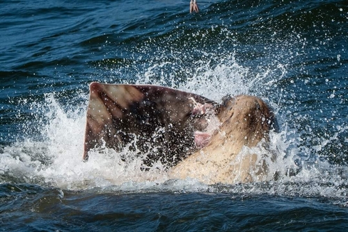 Big Skate, Alberni-Clayoquot, CA-BC, CA, photo 6 of 10