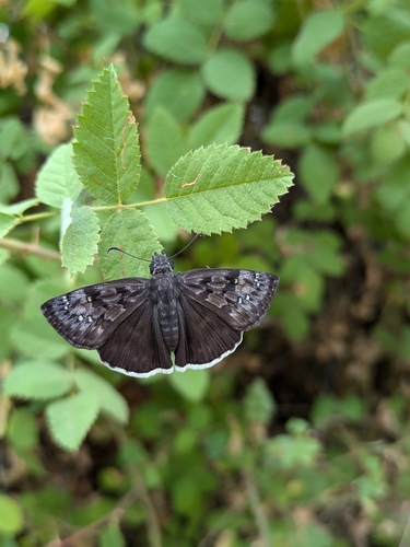 iNaturalist observation photo of Mournful Duskywing