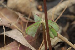 Oxalis tetraphylla