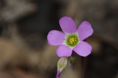 Oxalis tetraphylla