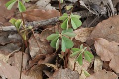 Oxalis tetraphylla
