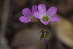 Oxalis tetraphylla