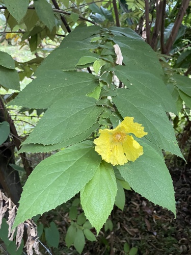 Dicraspidia donnell-smithii