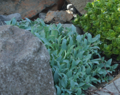 Mertensia maritima maritima