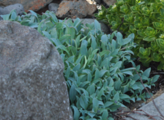 Mertensia maritima maritima
