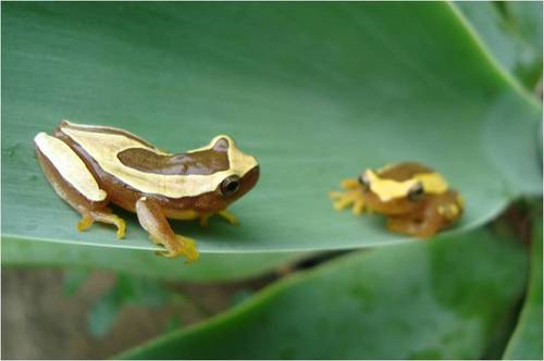 Dendropsophus elegans