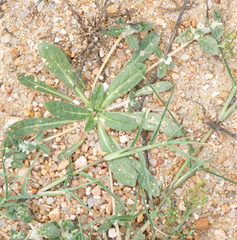 Gossypianthus lanuginosus