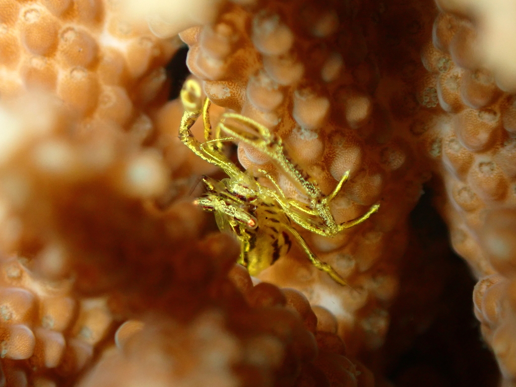 Philarius imperialis (Philarius imperialis)