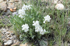Oxytropis sericea