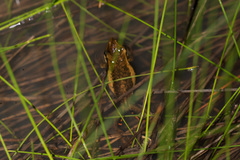 Litoria adelaidensis