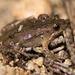 Squelching Froglet - Photo (c) Ry Beaver, some rights reserved (CC BY-NC), uploaded by Ry Beaver