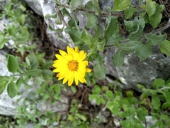 Heterotheca mucronata