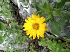 Heterotheca mucronata