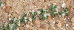 Gossypianthus lanuginosus
