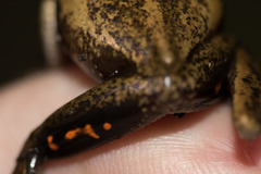 Litoria adelaidensis