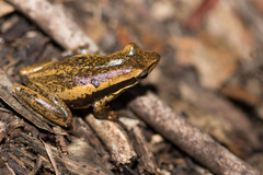 Litoria adelaidensis