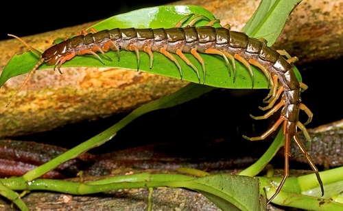 Pacific Giant Centipede photo 3