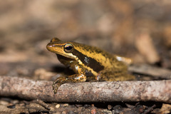 Litoria adelaidensis
