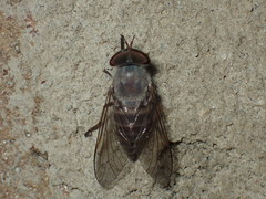 Leucotabanus annulatus