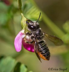 Megachile pictiventris