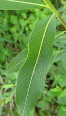 Salix pedicellaris