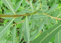 Salix pedicellaris