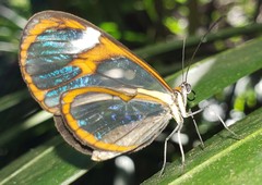 Ithomia agnosia zikani