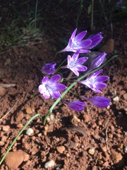 Triteleia bridgesii