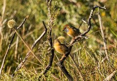 Stipiturus malachurus