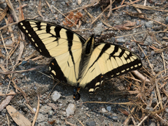 Papilio canadensis