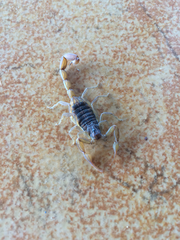 Centruroides limpidus