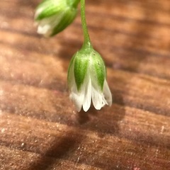 Stellaria longifolia