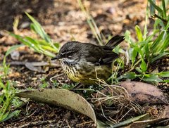 Sericornis maculatus