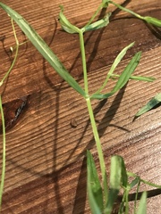 Stellaria longifolia