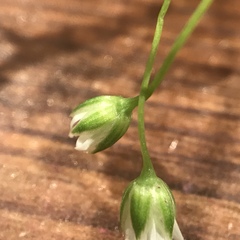 Stellaria longifolia