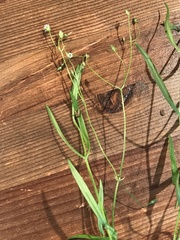 Stellaria longifolia
