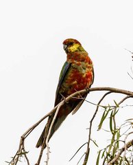 Platycercus icterotis