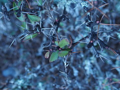 Berberis morrisonensis