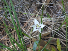 Calochortus lyallii