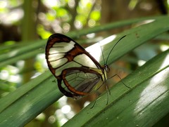 Ithomia agnosia zikani
