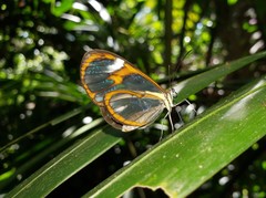 Ithomia agnosia zikani
