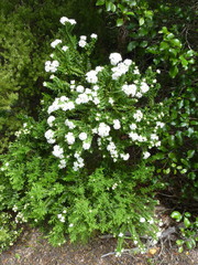 Pimelea gnidia