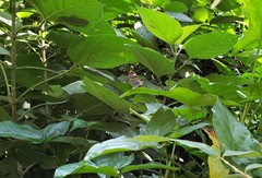 Ithomia agnosia zikani