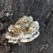 Kandermantarı (Bjerkandera adusta)